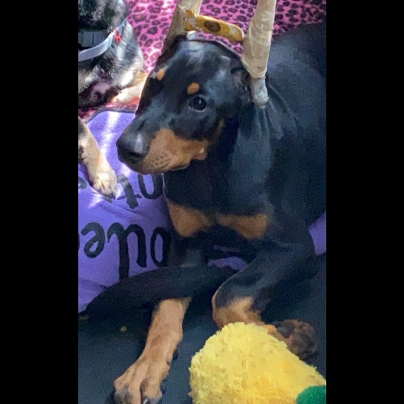 ❤️Nova❤️My Heart❤️ - Picture 15 of 16